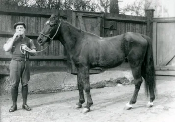 Semental árabe Dwarka con Pony Moore, conductor de furgón para caballos, zoológico de Londres, 1921